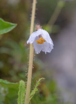 Arunachal plant (Meconopsis)