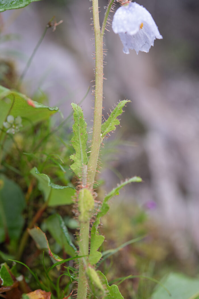 Arunachal plant (Meconopsis)