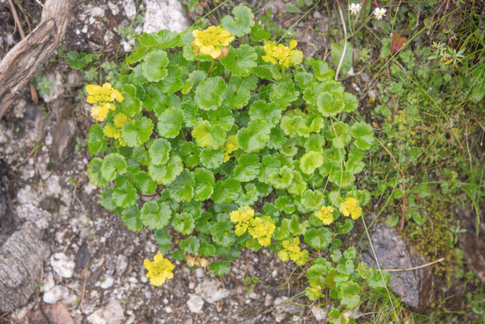 Forrest's Golden-Saxifrage (Chrysosplenium forrestii)