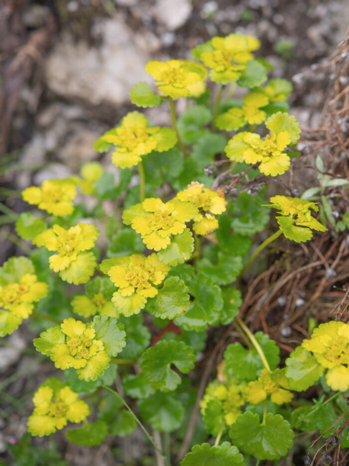 Forrest's Golden-Saxifrage (Chrysosplenium forrestii)