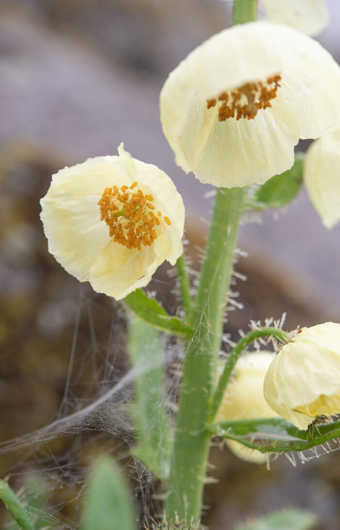 Meconopsis merakensis