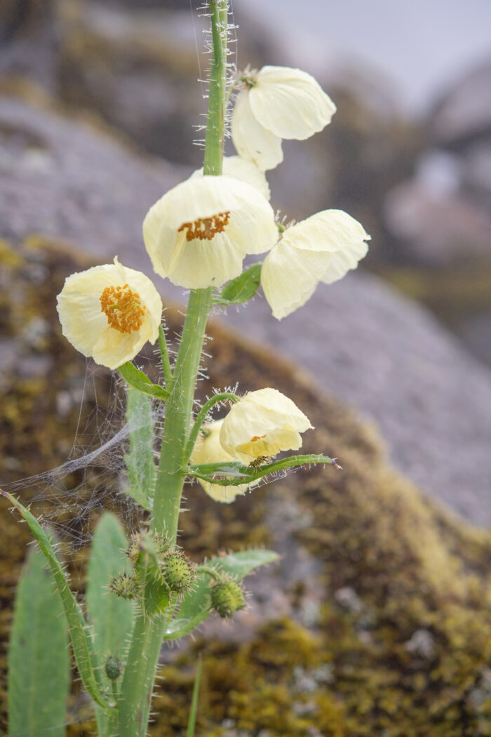 Meconopsis merakensis