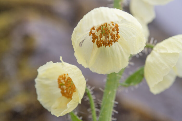 Meconopsis merakensis