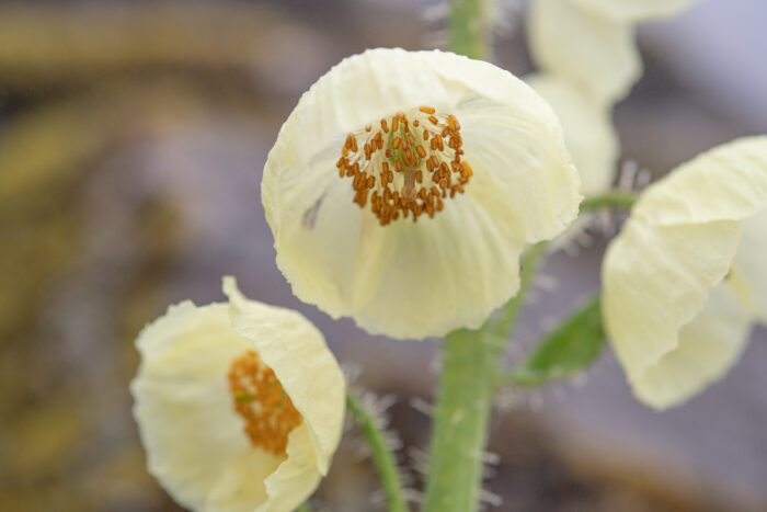 Meconopsis merakensis