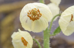 Meconopsis merakensis