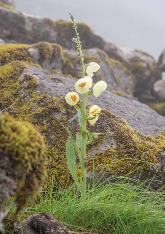 Meconopsis merakensis