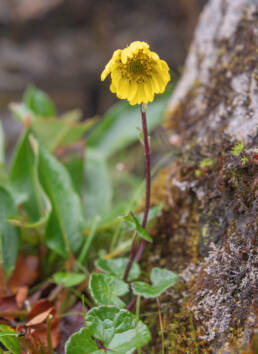 Arunachal plant (Cremanthodium)