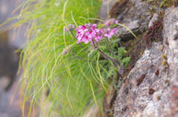 Pedicularis roylei