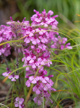 Pedicularis roylei