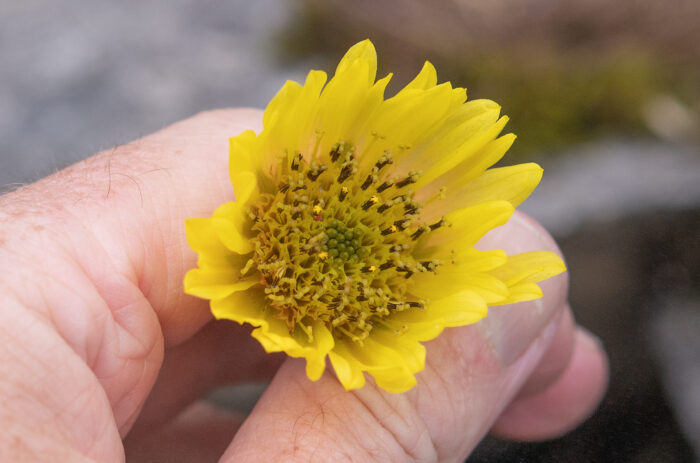 Arunachal plant (Cremanthodium)