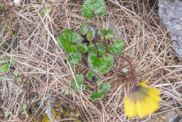 Arunachal plant (Cremanthodium)