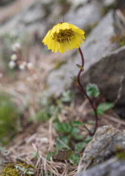 Arunachal plant (Cremanthodium)