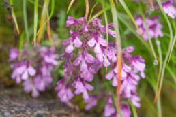 Pedicularis roylei