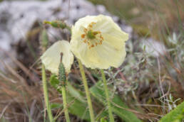 Arunachal plant (Meconopsis)