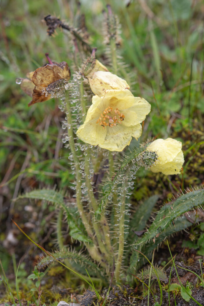 Arunachal plant (Meconopsis)