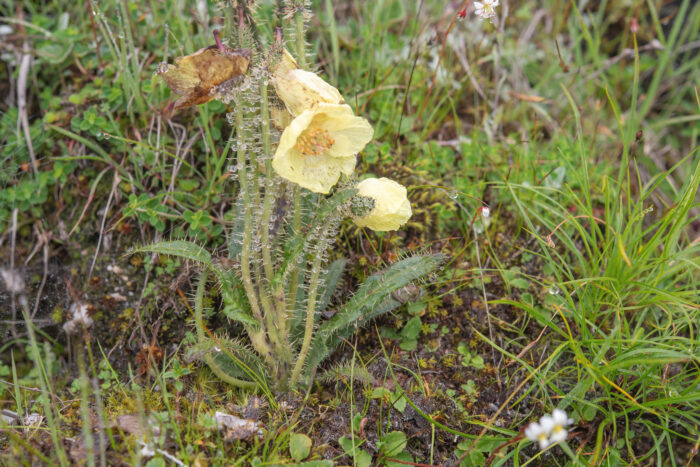 Arunachal plant (Meconopsis)