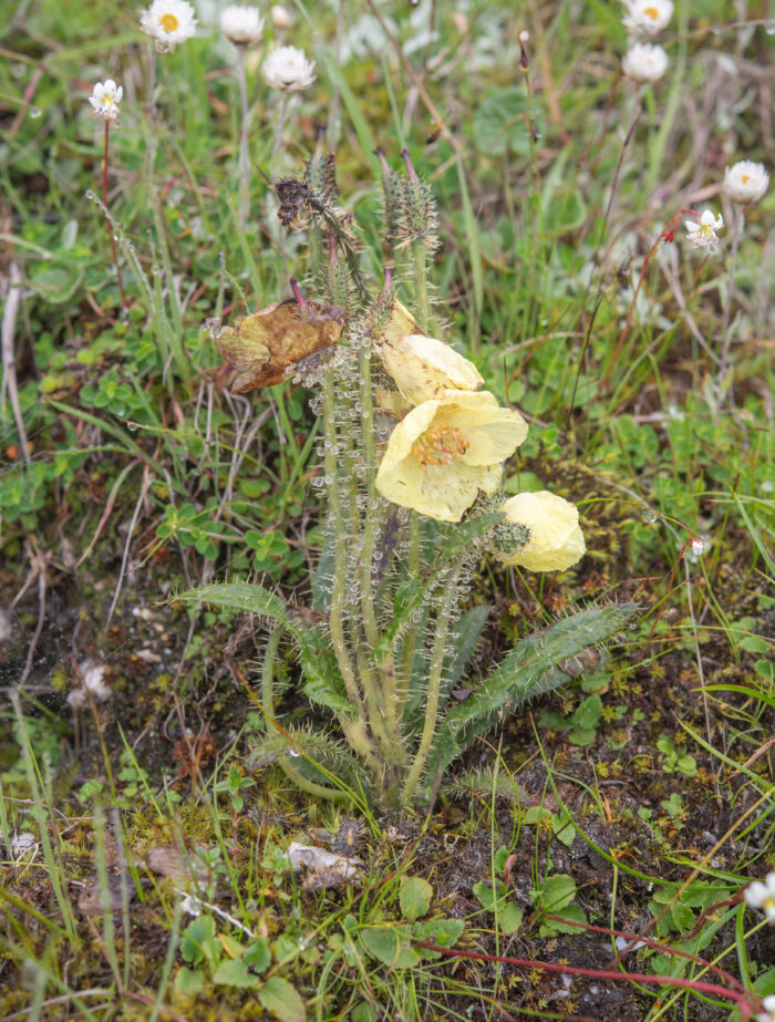 Arunachal plant (Meconopsis)