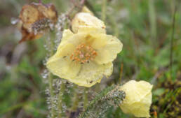 Arunachal plant (Meconopsis)