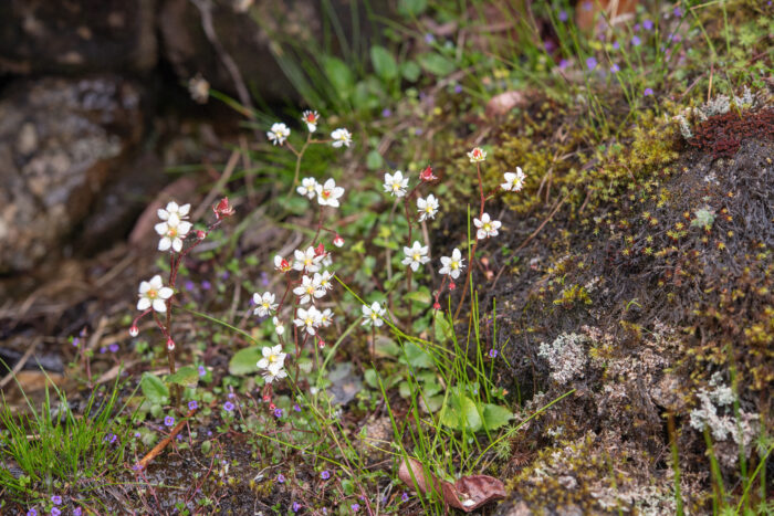 Pale Saxifrage (Micranthes pallida)