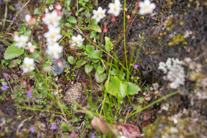 Pale Saxifrage (Micranthes pallida)