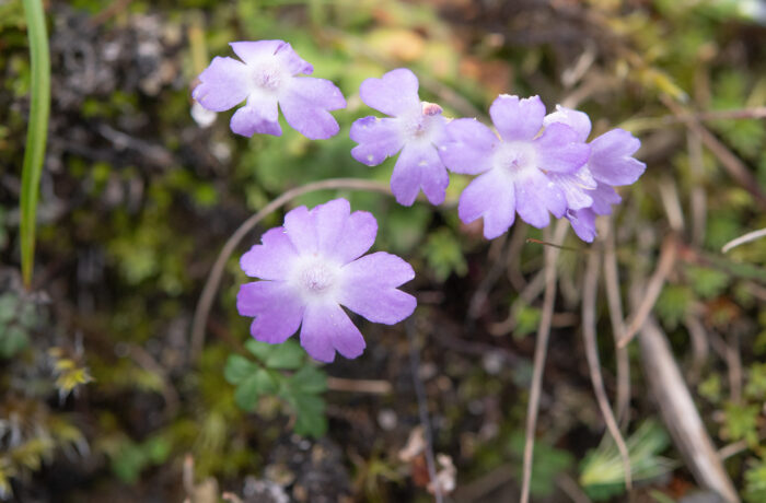 Primula occlusa