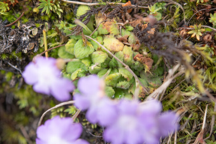 Primula occlusa