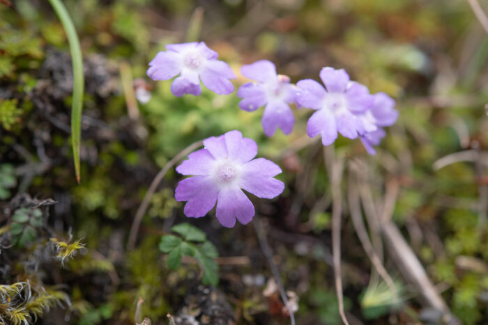 Primula occlusa