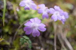 Primula occlusa