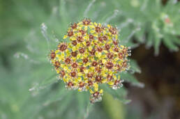 Arunachal plant (Rhodiola)