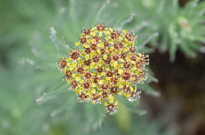 Arunachal plant (Rhodiola)