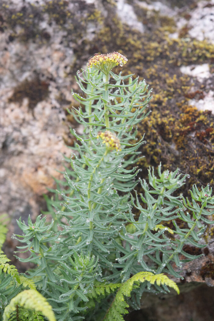 Arunachal plant (Rhodiola)