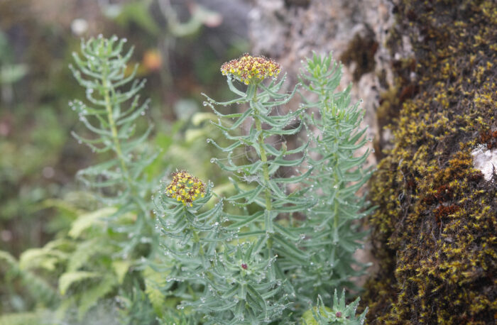 Arunachal plant (Rhodiola)