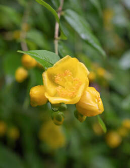 Arunachal plant (Hypericum)