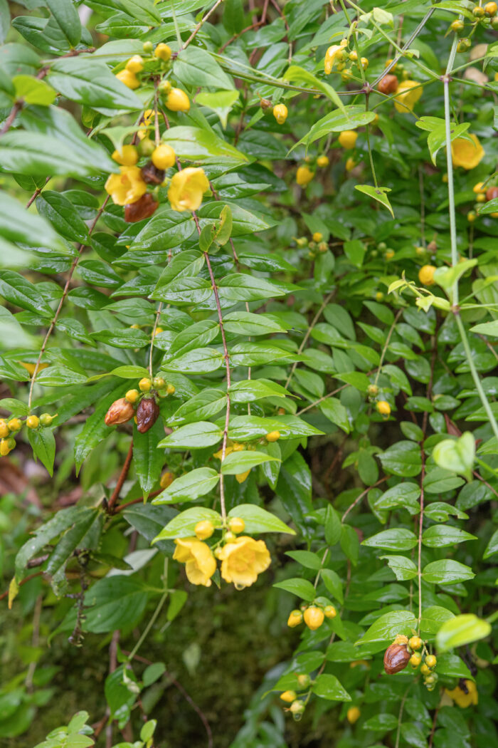 Arunachal plant (Hypericum)