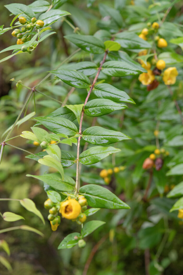 Arunachal plant (Hypericum)