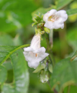 Arunachal plant