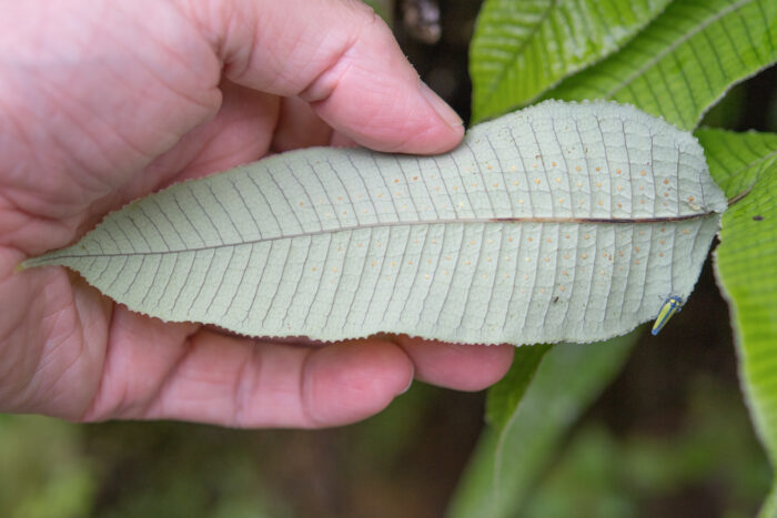 Arunachal plant (Thelypteridoideae)