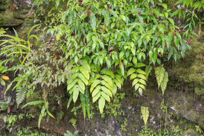 Arunachal plant (Thelypteridoideae)