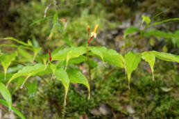 Arunachal plant (Cautleya)