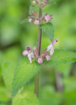 Arunachal plant (Stachys)