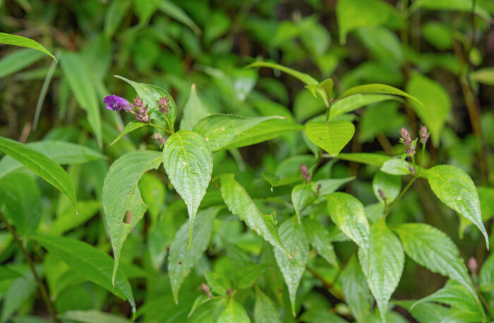 Arunachal plant (Strobilanthes)