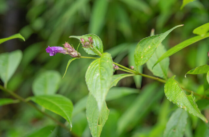 Arunachal plant (Strobilanthes)