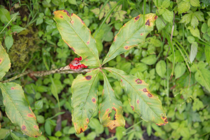 Arunachal plant (Arisaema)