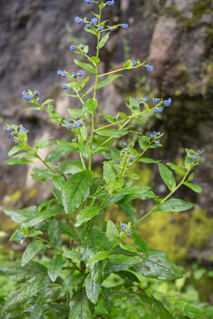 Arunachal plant (Cynoglossum)