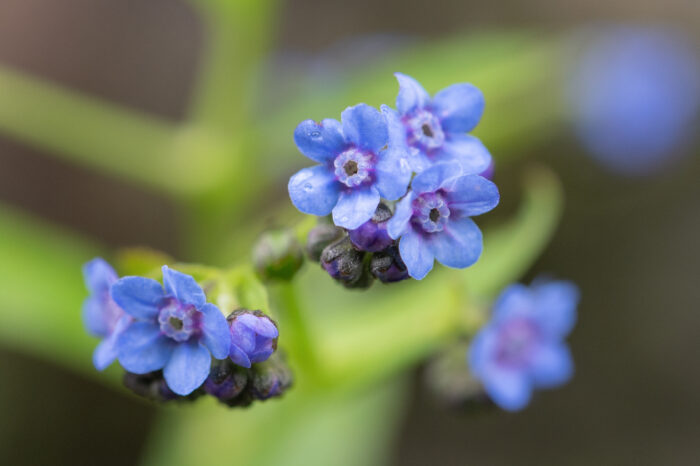 Arunachal plant (Cynoglossum)