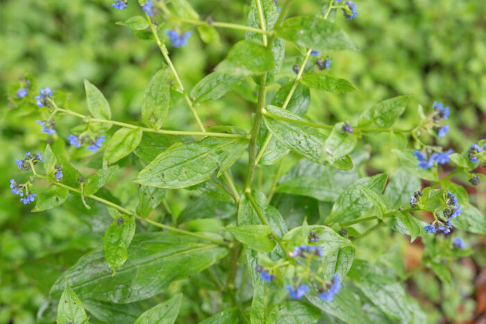 Arunachal plant (Cynoglossum)