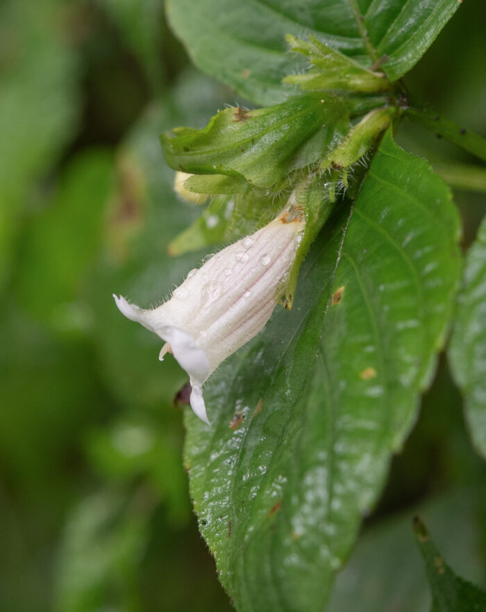 Arunachal plant