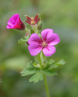 Many-Flower Geranium (Geranium polyanthes)