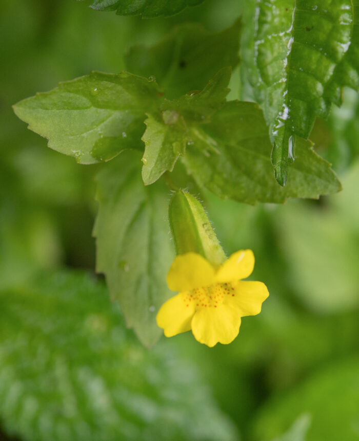 Erythranthe bhutanica