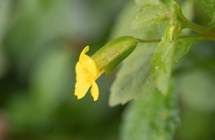 Erythranthe bhutanica